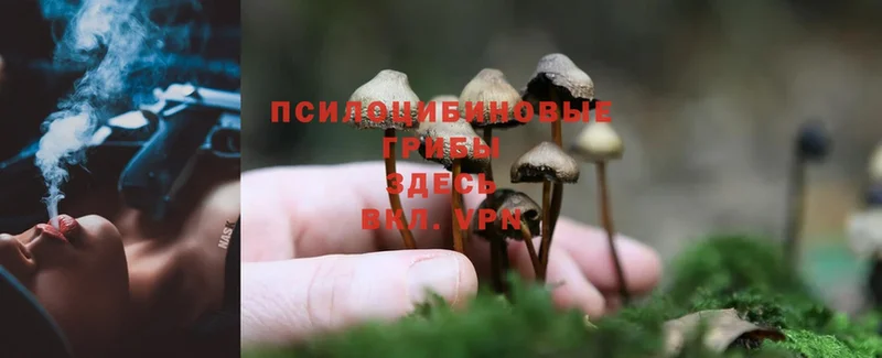 Галлюциногенные грибы Cubensis  цена   Солигалич 